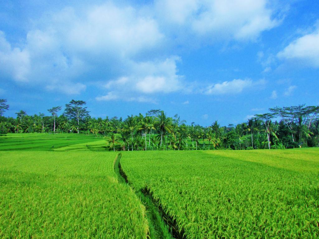 Temuku Ubud