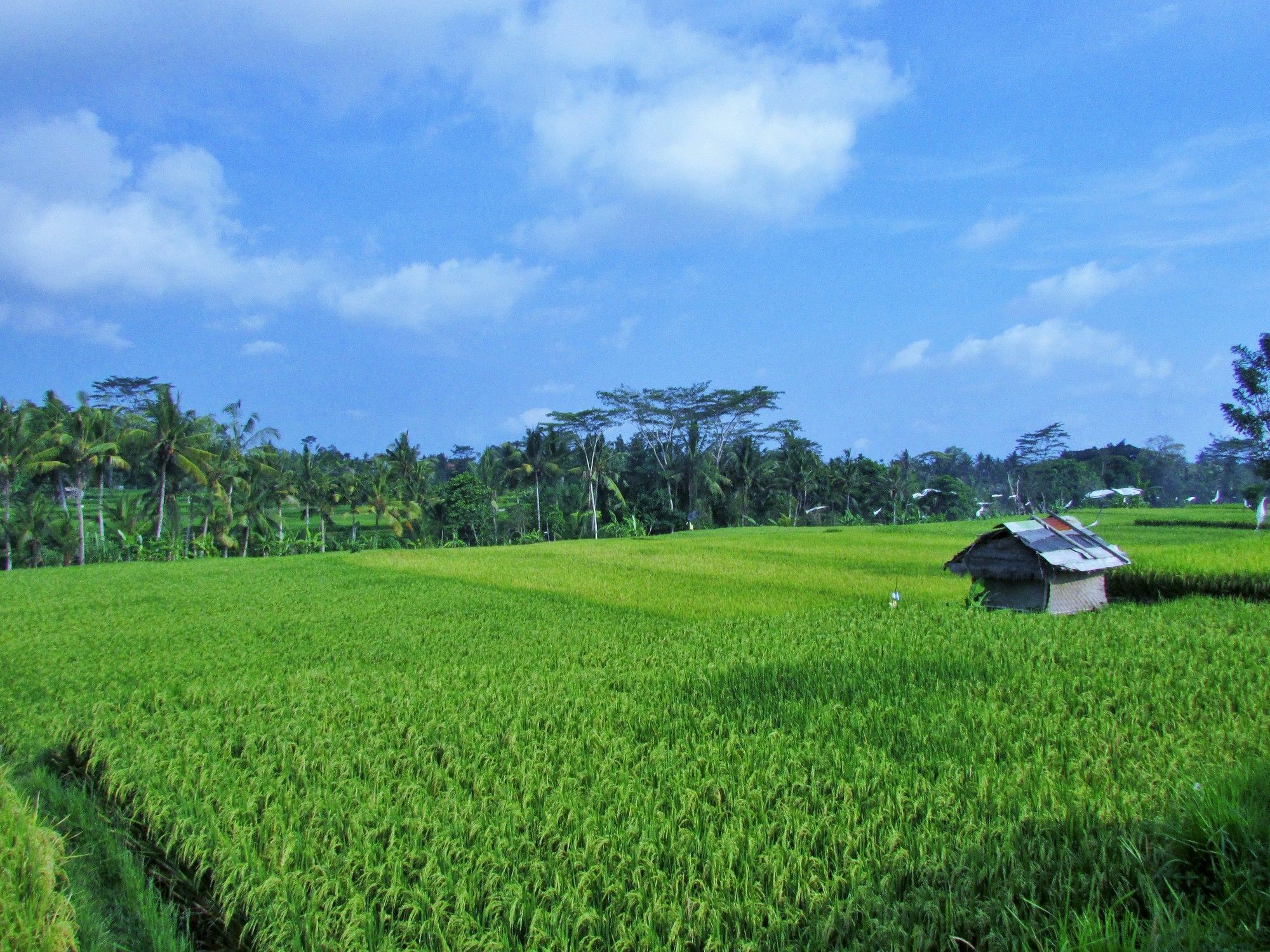 Temuku * Ubud